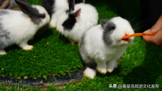 2025年度盘点（旅游篇）：新质生产力赋能全国滨海旅游目的地建设