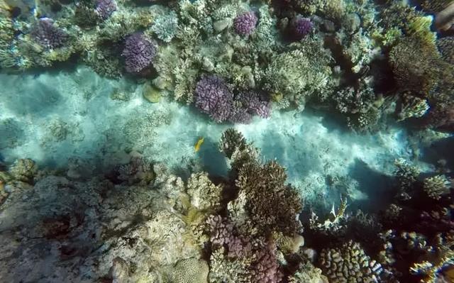 全球暖1.4℃，大堡礁珊瑚却被33℃烤烂？真相藏在“海洋高烧”里