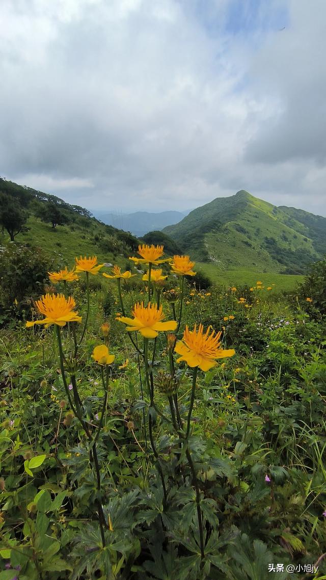 来呀，去白云山看金莲花，辽阳县大黑山风景区境内的白云山
