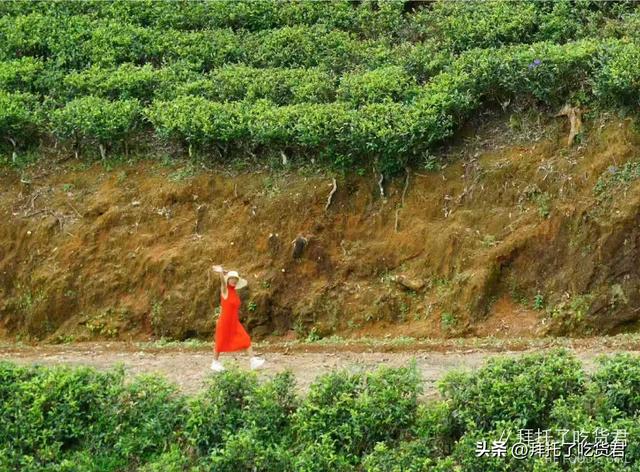 斯里兰卡深山｜女王同款绿野仙踪下午茶