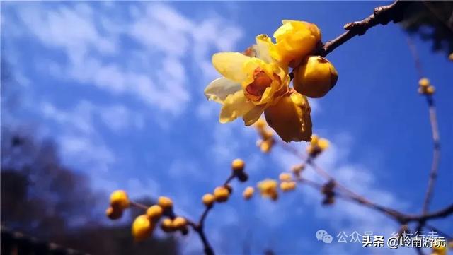 莫错过!西安周边10个公园的梅花暗香浮动,等着你去打卡观赏!