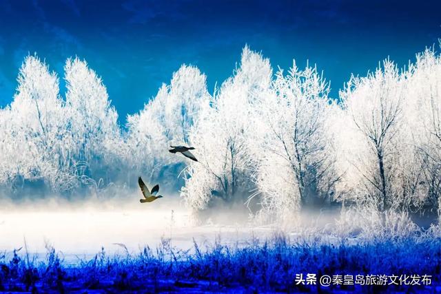 秦皇岛多地惊现雾凇奇观，玉树琼枝，绝美不输东北！