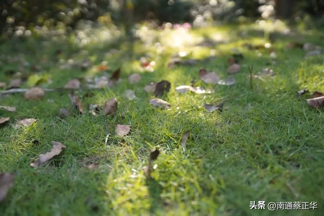 如东的秋天，都藏在这里了→