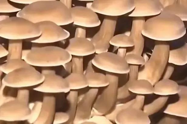 高达7米,亩产可达30吨,种植一次可收割15年,你见过这种草吗?