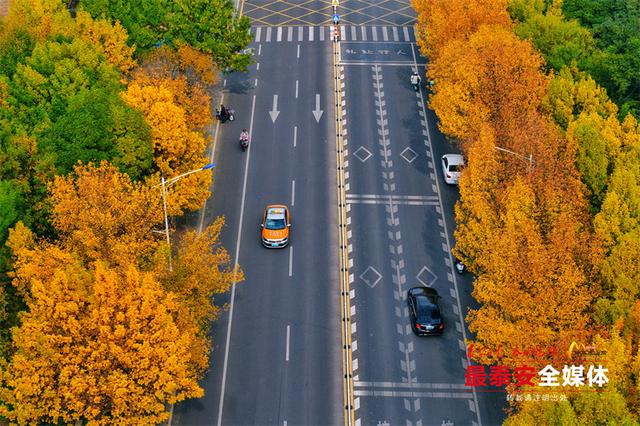 泰城深秋遍染金裳 斑斓画卷映眼帘