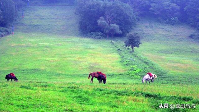 探秘东沟湿地狩猎区：一场原始野味的自然交响曲