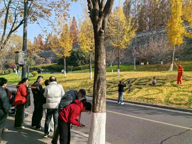 叶落成“景”，明城墙神武路太浪漫了！