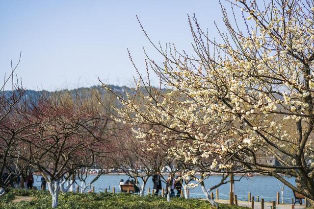 2月早春风光，7个赏花胜地，漫山遍野花香，率先打开春天