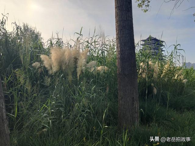 又是一年芦花开
