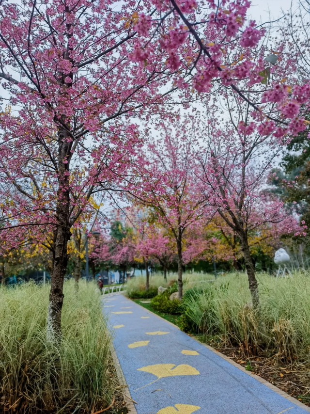 大寒至，春可期，昆明这些地方繁花似锦！