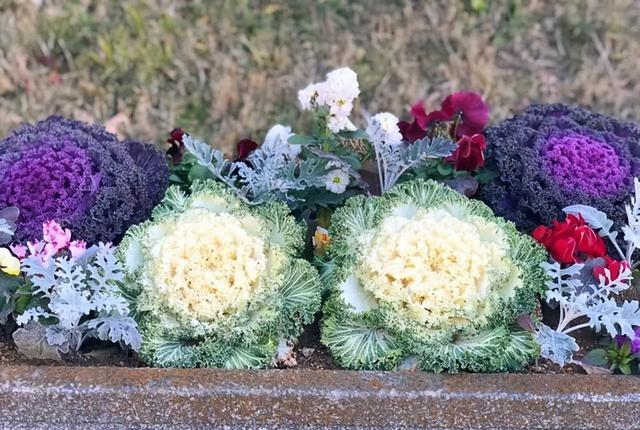 小院子里的耐寒“6宝”，不想冬天小院里光秃秃的难看，种上它们