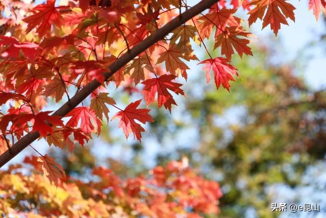 久等了！红透啦！