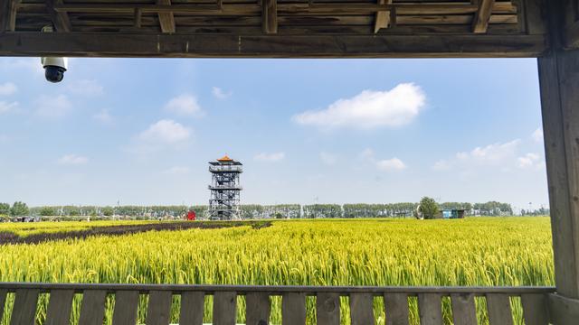 辽宁沈阳：一处画在田间人在画中的景区吸引来自四面八方的游人