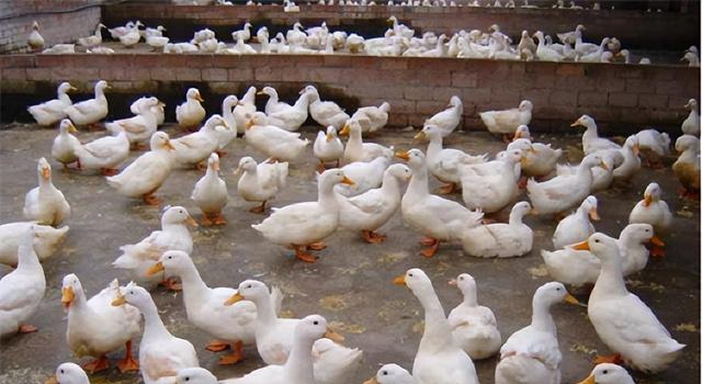 22年前，浙江10万“鸭兵”新疆灭蝗虫，战果如何？中国治蝗新思路