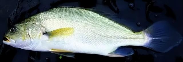 长长一条花胶 2025年一条花胶大约有多少克