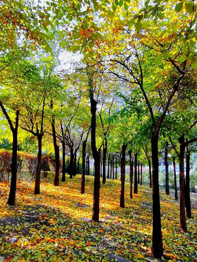 这样的哈尔滨，你见过吗？