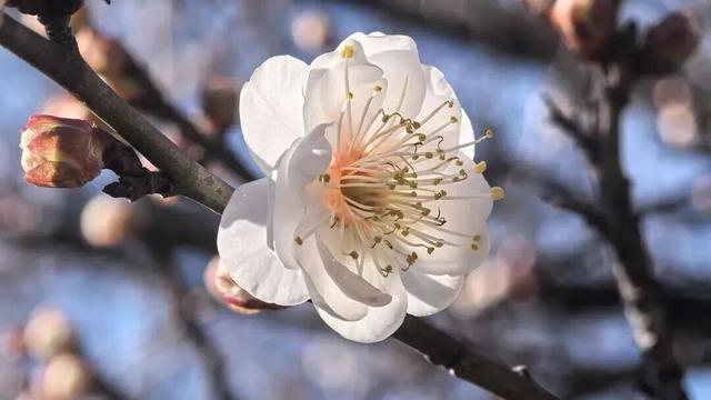 真香！张家港“梅”好将至