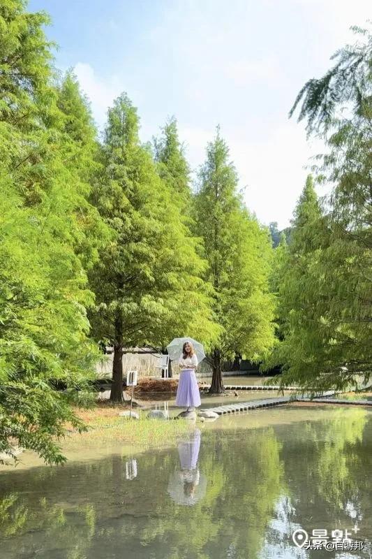 800棵落羽松树海开园了！5大美拍亮点秋冬必打卡