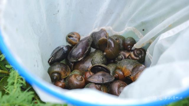 贵州农业生物安全实验室成立 联动开展福寿螺灭除实践
