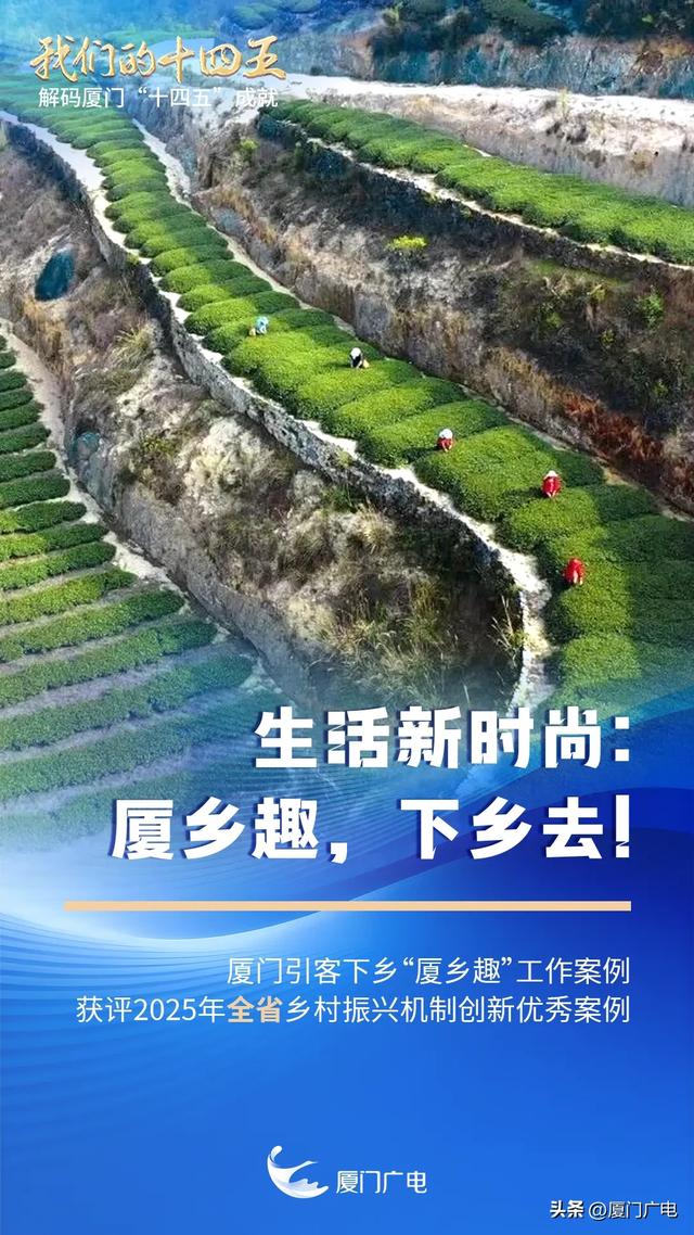 “绝绝紫”！厦门超大片紫风铃花海惊艳绽放！好拍还好玩~