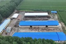 ​大安市联合乡：规模化养殖 走稳养牛路图片