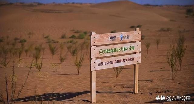 马云时隔6年现身蚂蚁森林，目前已种下6亿棵树，马云开心和树比高
