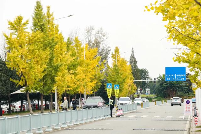 好看!好拍!郫都银杏打卡攻略→