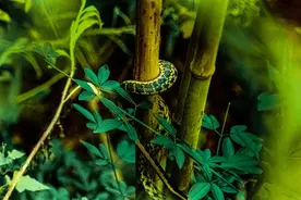 为了这最鲜的一口，大姐被5斤大蛇咬中额头，后背被蜱虫钻入图片