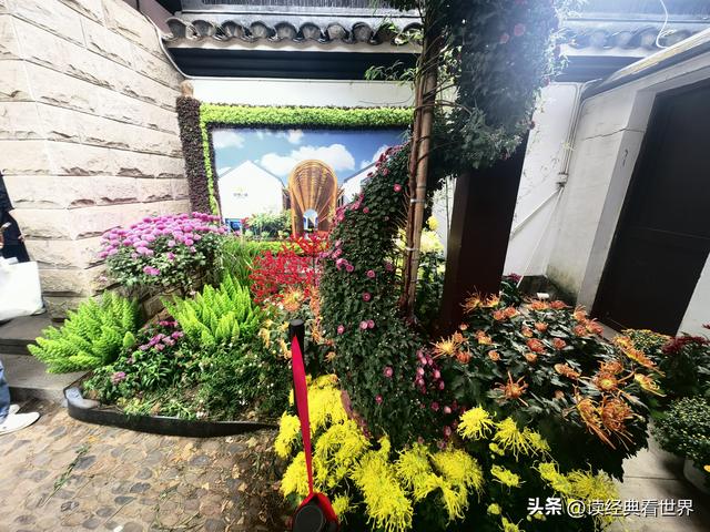 杭州植物园的菊花展——一场关于菊花的饕餮盛宴（二）