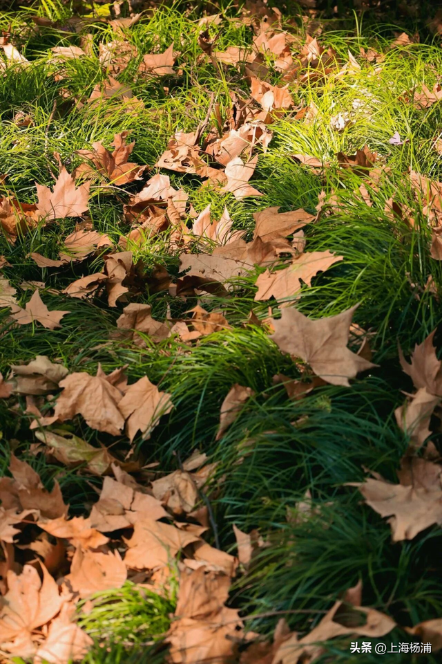 杨浦“赏秋地图”来啦！拿好→出发！