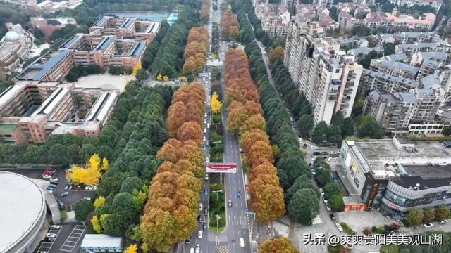 观山湖藏着一封金色情书，落款是银杏与梧桐（附最全攻略）