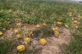 创新驱动 多元发展！榆林民营经济走出特色转型路图片