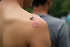 除四害，早先的四害：蚊子苍蝇老鼠麻雀；现在的四害是什么？图片