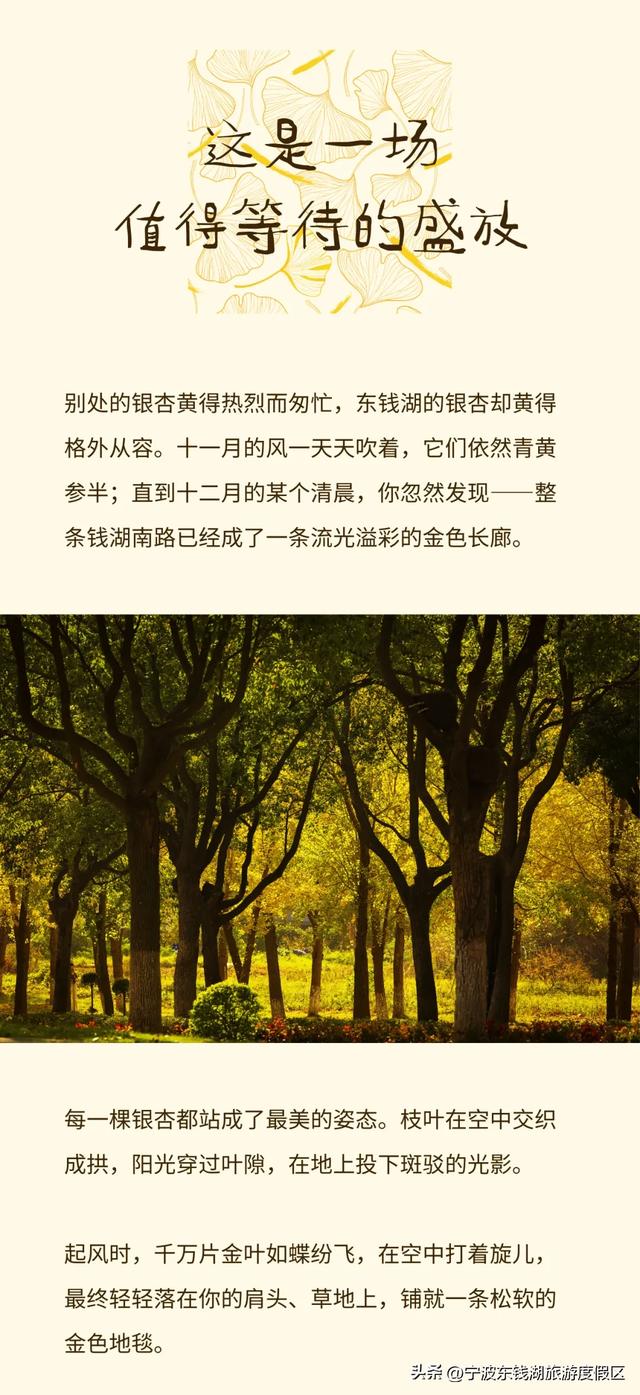 一场迟到的银杏雨，给钱湖南路染上了秋天的颜色~