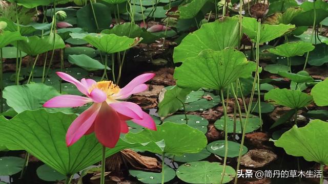 骑上我的小毛驴去遛弯