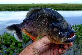 亚马逊河有多可怕？为什么没一座桥能跨过它，甚至无人敢下水图片