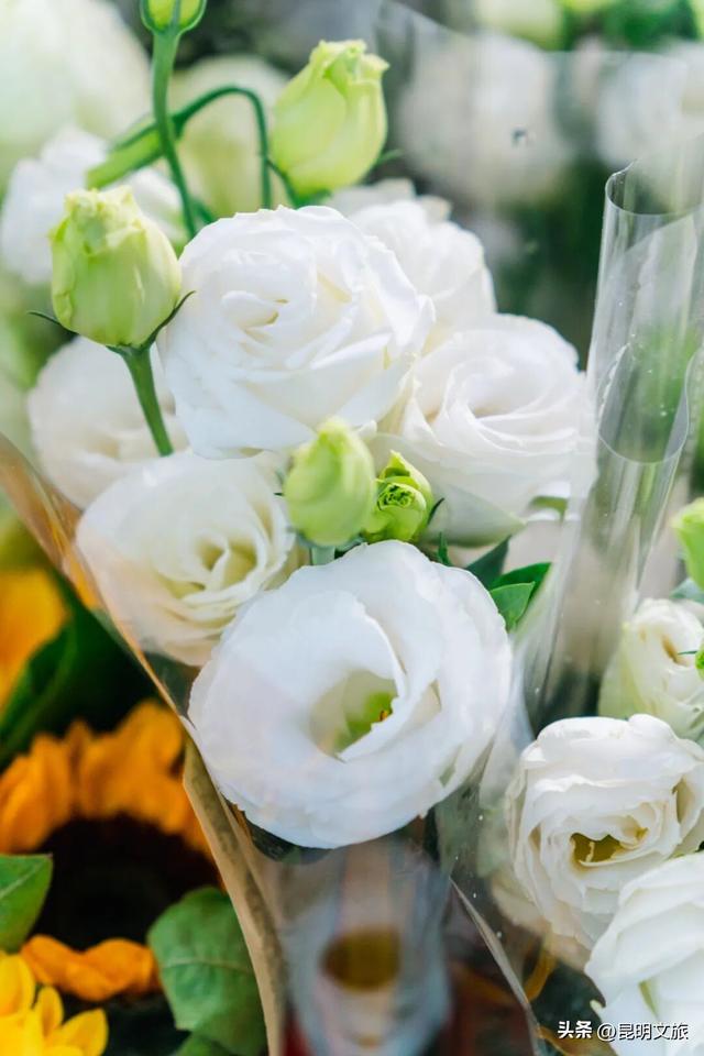 满屏治愈！这个冬日，你一定要去趟斗南花市，邂逅一场流动的彩色盛宴~