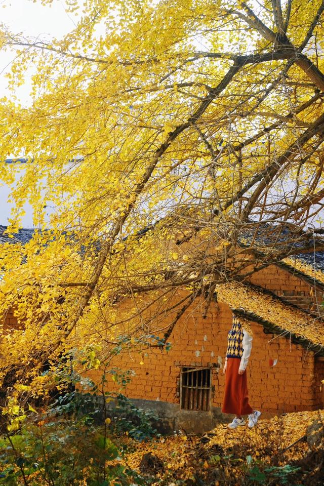 清远深秋十大免费打卡地，邂逅岭南最美金黄秘境！