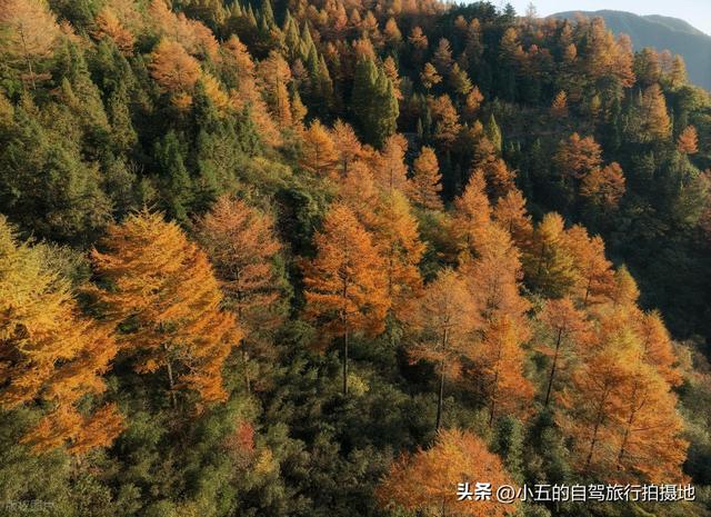 安吉秋日赏秋实测攻略！8 大打卡地 + 交通干货，直接抄