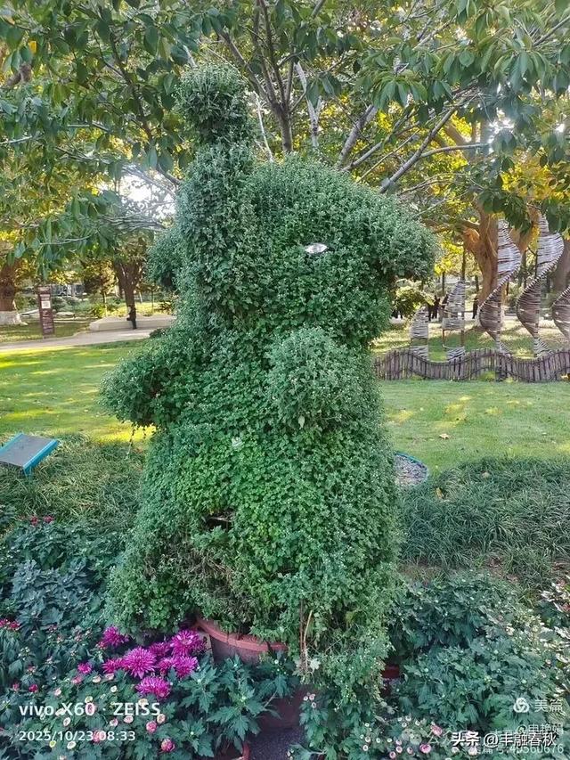 菊绽秋阳里，暗香绕中山｜申艳娟