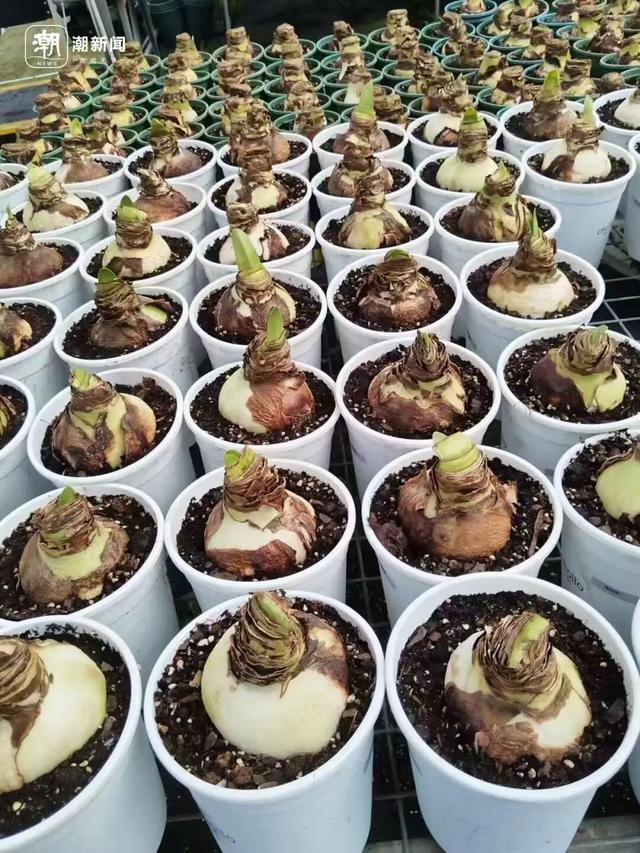 价格雪崩！近300元跌至35元	，曾经的网红“卖不动了”