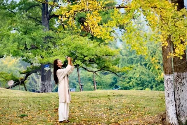 一眼千年，银杏徽县！