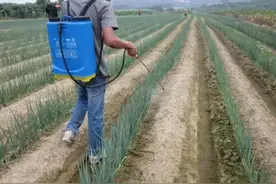 告诉你一个秘密:大葱是打药最多的蔬菜之一，越绿越新鲜用药越多图片
