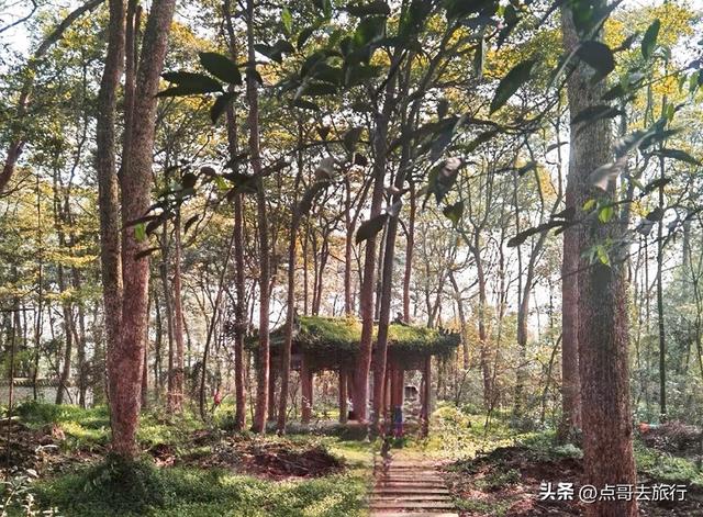 成都彭州最浪漫寺庙，一派梅花盛景，被称为成都人民的“故宫”！