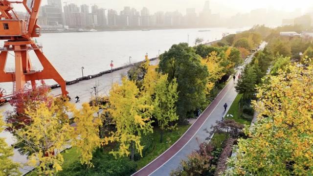 上海银杏浓度已达99%！这份含“金”量超高的浪漫别错过→