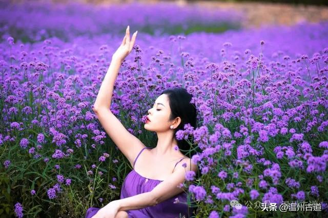 谁说看浪漫花海一定要去法国普罗旺斯？温州这里藏着一片紫色秘境