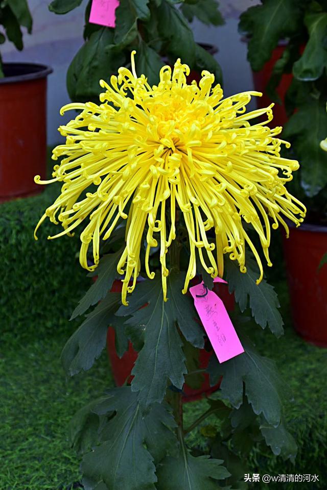 菊花是秋天里美丽的图画