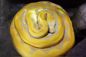 春节期间 太原动物园推出“蛇年说蛇”春节特别活动图片