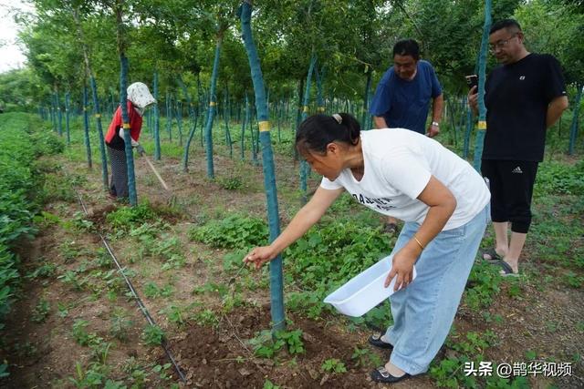 一天收入7万多元！青岛一对70后夫妇包了110亩地，树上生钱地下生金……“好日子总算来了！”