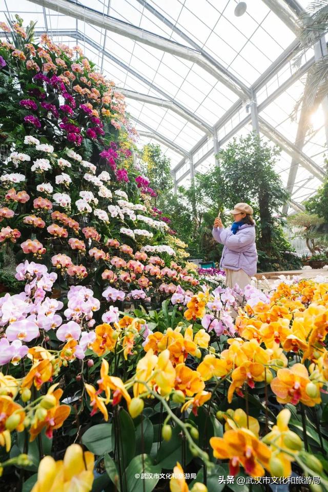 万株兰花盛放，2026赏花季，来了！